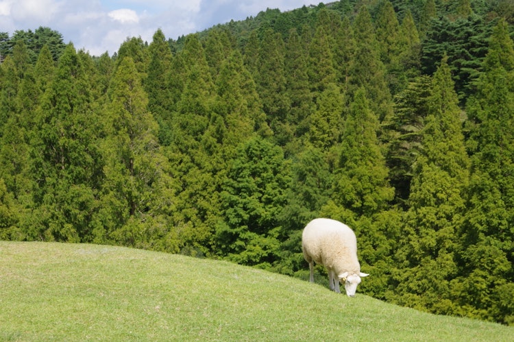 [相片1]这是我初夏去六山牧场时拍的照片之一。 尽管靠近神户市，但风景与日本相去甚远。 这是一个有趣的地方，除了绵羊之外，您还可以与各种动物互动。