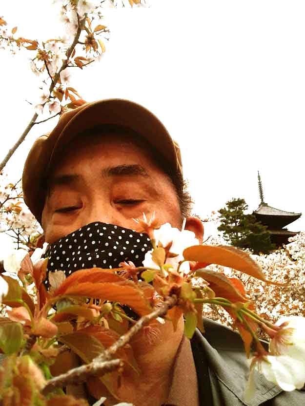 [相片1]在京都大室仁和寺我自拍了一张。大室仁和寺的樱花是短而在脸前，有些花有枝条。