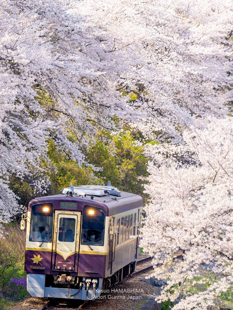 [이미지1]와타라세 캐년 철도의 유명한 촬영지.오후의 햇살에 벚꽃이 빛났습니다.