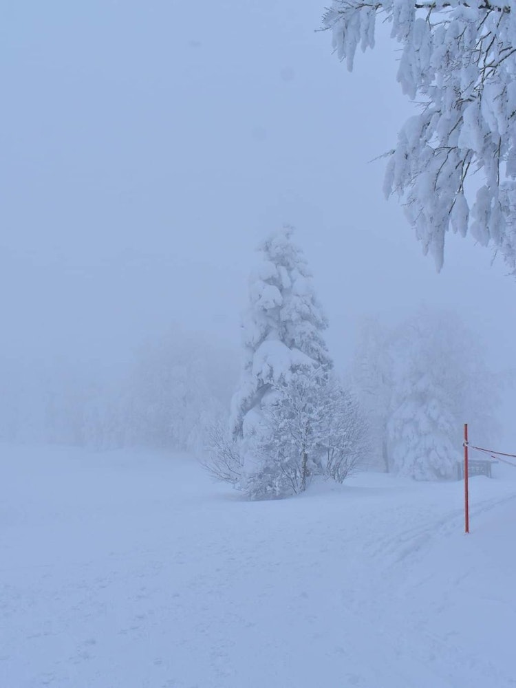 [画像1]山形県蔵王山の美しい雪の怪物。スノーモンスターの眺めは晴れた日と曇りの日では全然違います。曇り空。これもとても楽しめます。