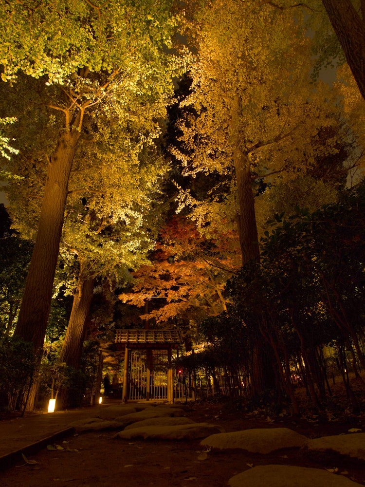 [Image1]Yellow World ~Night in Otaguro Park~