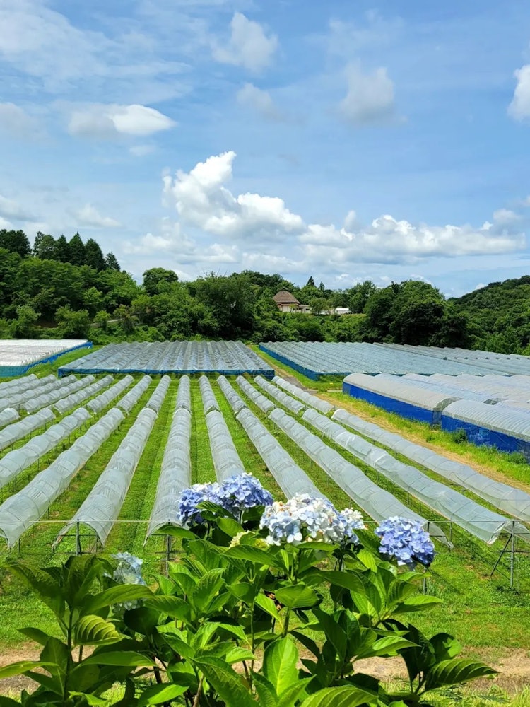 [이미지1]시마네현 운난시의 오쿠이즈모 포도밭 🍷풍부한 자연 속에서 광대 한 포도원에서 재배 한 와인을 직접 제조 판매하고 있으며, 아름다운 잔디밭에는 자체 와인과 ✨ 현지 식재료를 사용한 