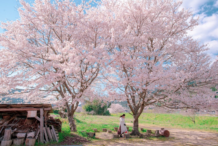 [相片1]兵库县紫苏市山崎町有两朵大樱花，我碰巧开车找到它们的地方没有名字，所以我的家人称这两朵樱花为这对夫妇的樱花，下面有一把用树桩制成的椅子，这是一个放松的地方，也是我以前最喜欢看樱花的地方 😌在日本，有一