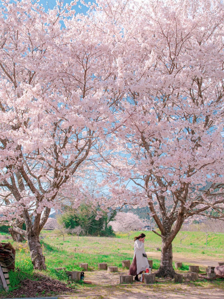 [画像1]兵庫県宍粟市山崎町にある大きな２本の桜たまたま車走らせると見つけた場所で名称がないため我が家はこの２本の桜を夫婦桜と呼びその下には切り株で出来た椅子があり憩いの場となっていて以前お花見したお気に入りの