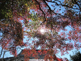 [相片1]鳴子山東照寺崇光玲堂成田的一座古老的寺廟，供奉著正義的櫻花崇光今年又到了紅葉的季節。