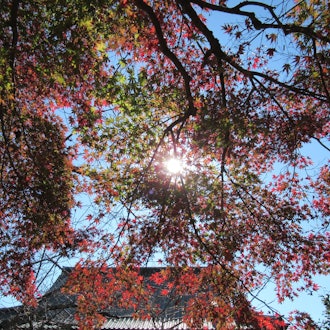 [相片1]鸣子山东照寺崇光玲堂成田的一座古老的寺庙，供奉着正义的樱花崇光今年又到了红叶的季节。