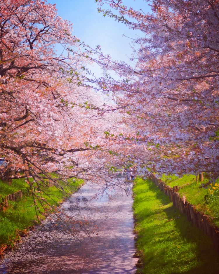 [画像1]川越の氷川神社の裏側の橋から撮った時の桜です🌸緑が少し入っているのもまたいいのかな？ ☺️