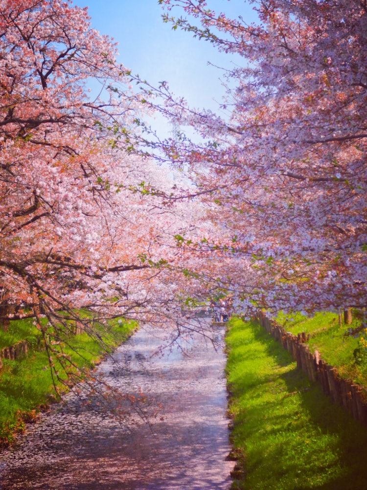 [Image1]This is 🌸 the cherry blossoms taken from the bridge behind Hikawa Shrine in Kawagoe.Is it also good 