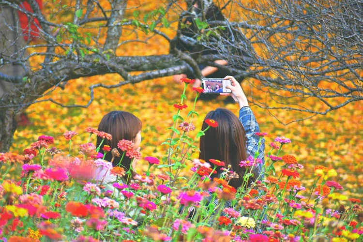 [画像1]昭和記念公園の美しい秋の花畑。2人の訪問者が花の真っ只中に身を包んだ瞬間を捉えた瞬間