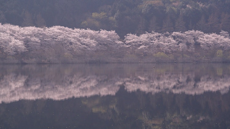 [画像1]広島県 八千代湖畔の桜並木です。 湖面に映り込む桜色が素敵です。