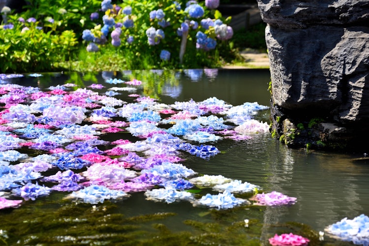 [画像1]📍大阪府/久安寺あじさいの季節には水に浮かべられたあじさいが綺麗です✨