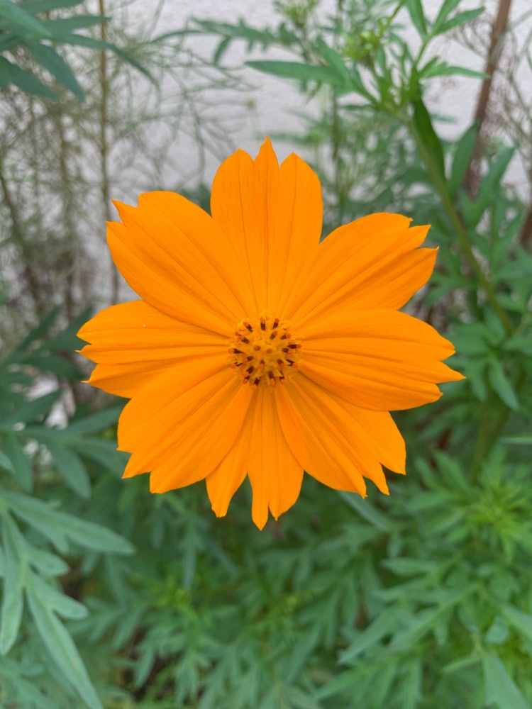 [Image1]Orange Cosmos: This is a photo of the Cosmos that was blooming at school. Feel early autumn. (sudara