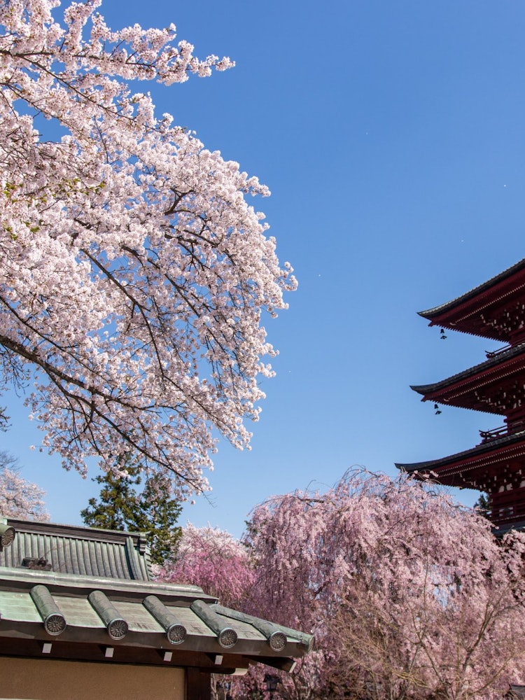 [Image1]Hirosaki Castle is famous for its cherry blossoms, but there are also such famous places a little fu