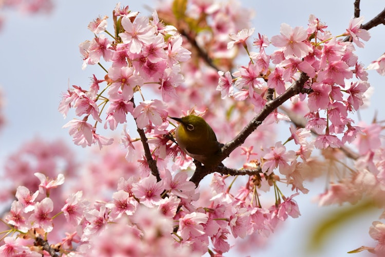 [画像1]河津桜とメジロ静岡県河津町で河津桜祭りの桜にメジロがいましたので望遠レンズで抜いて撮りました。