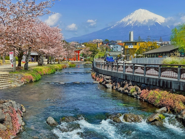 [相片1]清澈的溪流和富士在春天去富士宮市的淺間大社。 富士山的泉水和一排排櫻花樹。 我感受到了日本的美麗和傳統。 年度回憶