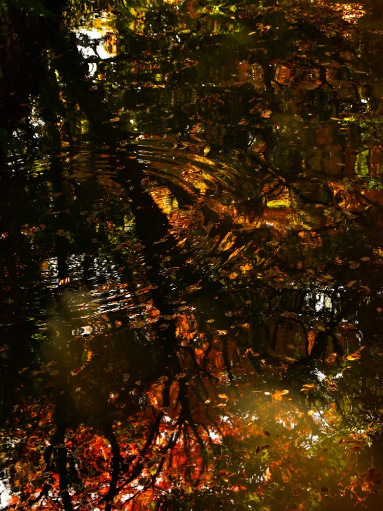 [相片1]水中的秋天~六义园~