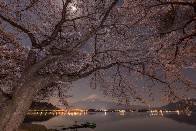 [画像1]満月夜と富士山と桜山梨県富士河口湖町河口湖湖畔
