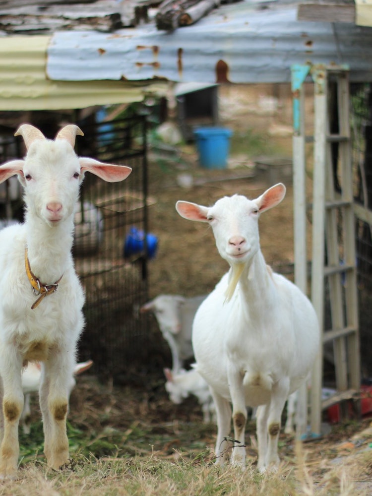 [Image1]Many goats are bred in Okinawa.If you are interested and want to stroke it, be sure to check with th