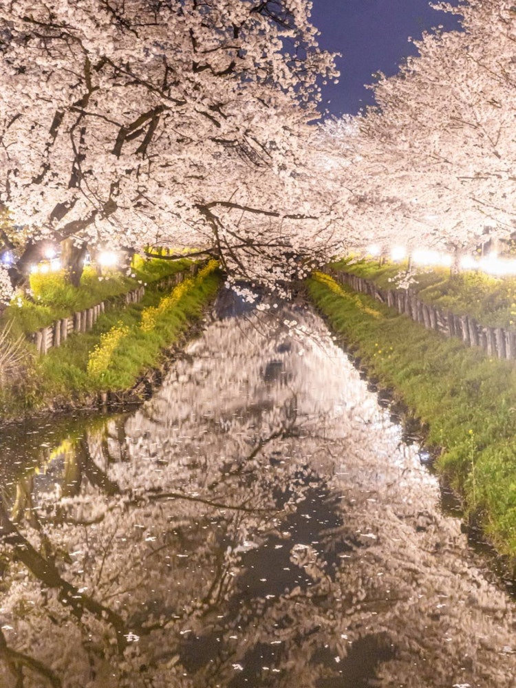 [相片1]一排排樱花树🌸点缀着新加西川这是埼玉县川越市新桥河上的一排樱花树 🌸最佳游览时间是每年4月初，晚上灯火通明。它白天和黑夜都挤满了很多人。夜间的点灯活动是一个值得😆😆一看的景象