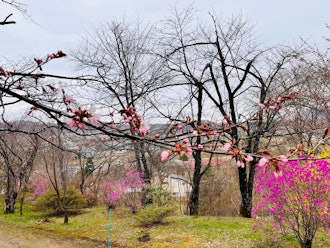[Image2]It will start lighting up tomorrow!Today's weather is a little chilly, but the cherry blossoms have 