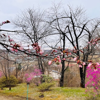 [Image2]It will start lighting up tomorrow!Today's weather is a little chilly, but the cherry blossoms have 
