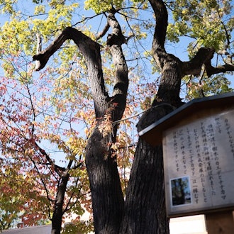 [이미지2]소라치 신사(小秋神社)한여름의 강렬한 햇볕에도 이곳은 나무로 둘러싸여 있고 그늘이 많아 항상 조금 시원합니다. 옛부터 이어져 내려오는 전통과 분위기는 비바이 중심부에 있는 '소라치