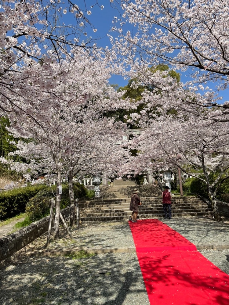 [画像1]2021年の春に熊本の菊池神社に行った時の写真です！桜のソフトクリームが凄く美味しかったです！