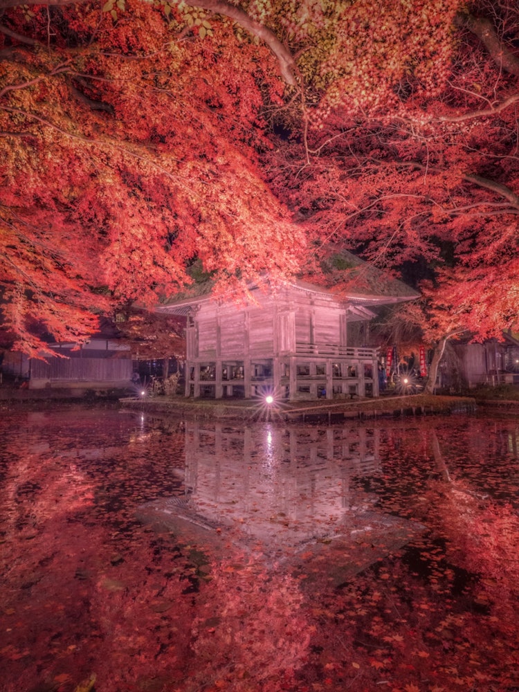 [Image1]Reflection 💠 × illumination of Chusonji Temple in Iwate Prefecture