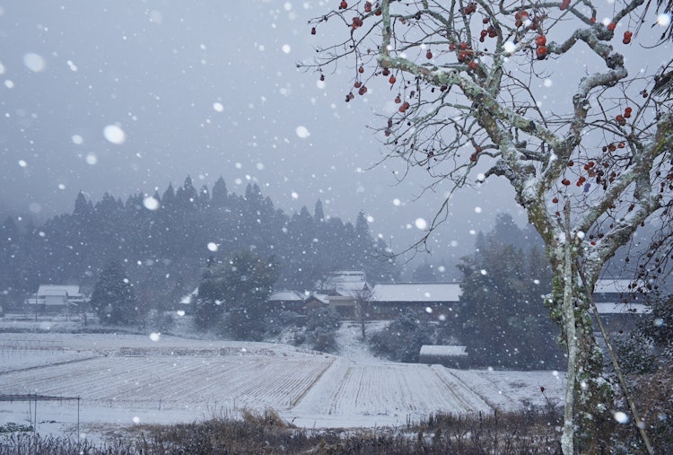 [画像1]「日本の里100選」にも選ばれた和歌山県かつらぎ町の天野の里の冬景色です。