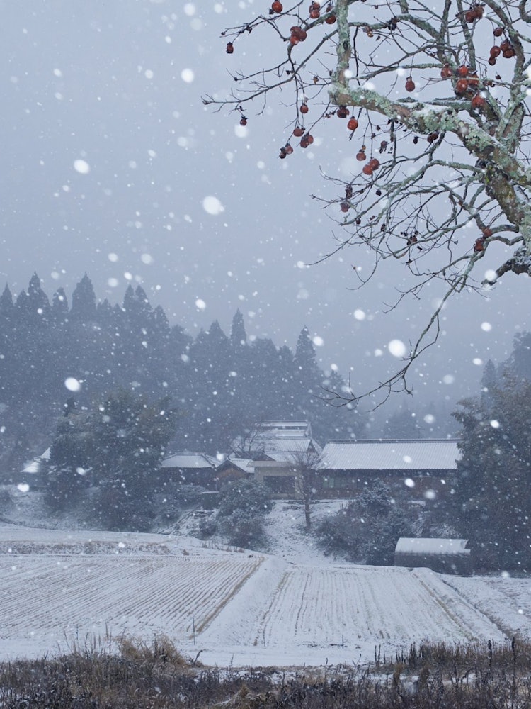[Image1]It is a winter scenery of Amano no Sato in Katsuragi Town, Wakayama Prefecture, which was selected a