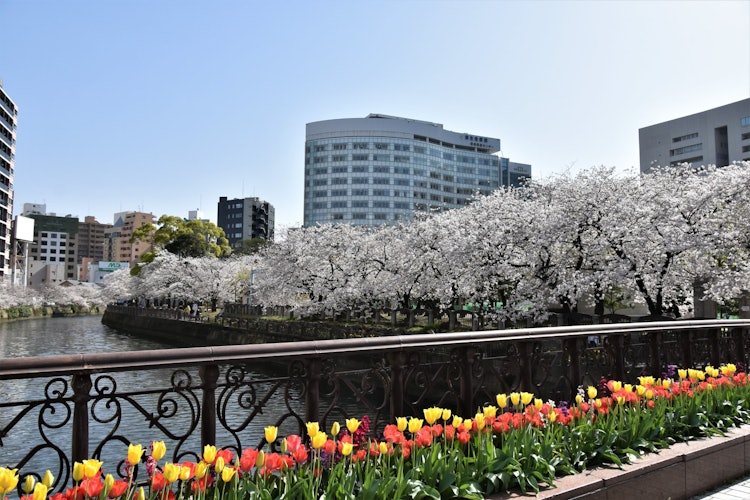 [Image1]This photo was taken with a feeling of spring in the rows of cherry blossom trees of the Hakata Rive