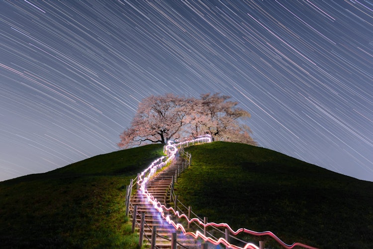 [이미지1]사이타마현 교다시의 고분 위에 피는 벚꽃으로 유명한 사키타마 고분 공원에서 촬영했습니다. 밤에는 맑은 일기 예보가 있었고 카메라를 꺼내 차가운 하늘 아래 벚꽃과 밤하늘을 감상했습니