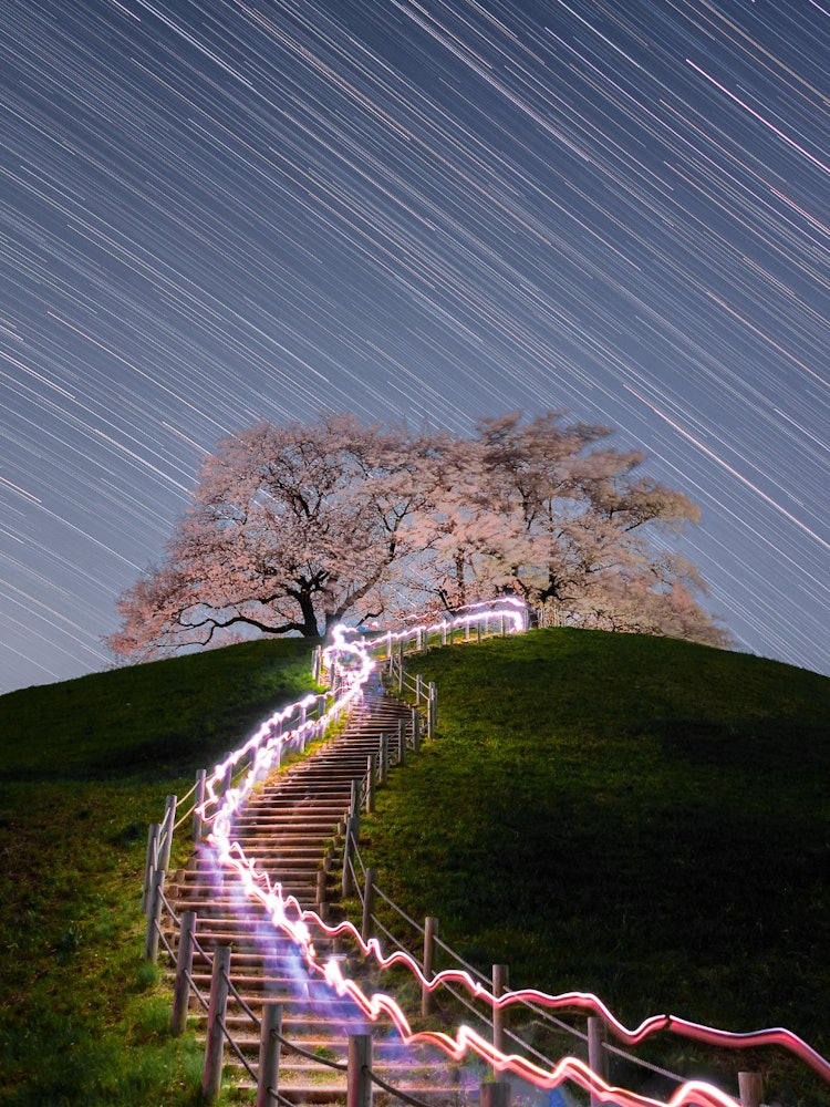 [相片1]拍摄于埼玉县行田市以樱花盛开在坟田市坟丘上而闻名的坂玉古坟公园。 晚上，天气预报晴朗，我拿出相机，欣赏寒冷天空下的樱花和星空。 从楼梯上流下来的光线是由晚上前来欣赏樱花的学生手中的手电筒引起的。 我真