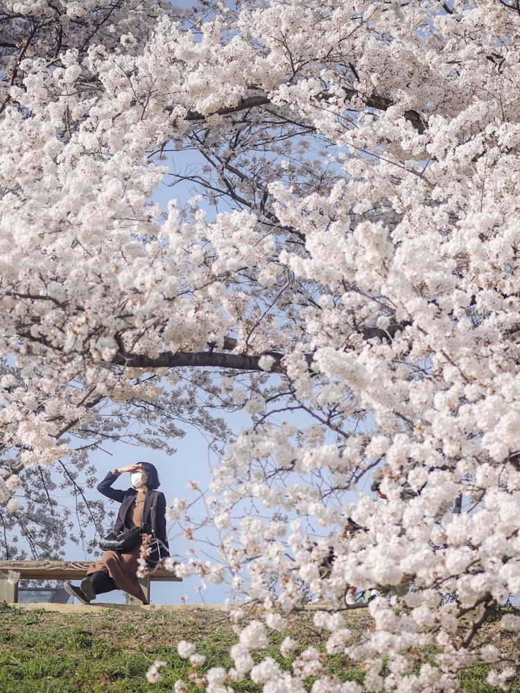 [이미지1]일본의 봄올 봄, 나는 벚꽃을 보러 교토에 갔다.요도가와 강 공원에는 벚꽃이 만개했기 때문에 매우 아름다웠습니다.