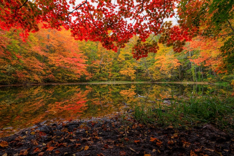 [Image1]This is the autumn foliage scenery around Tsutanuma near Tsuta Onsen in Aomori Prefecture. It is a s