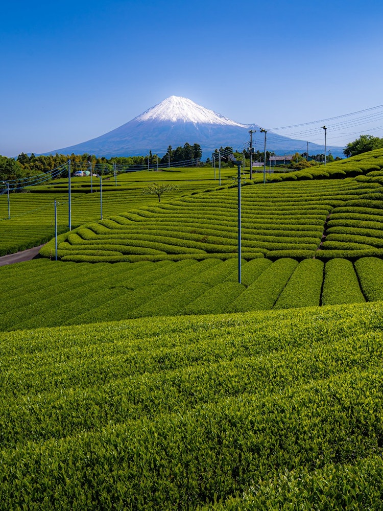 [相片1]這張照片拍攝於700公裡外的靜岡縣。 新茶的萌綠色和香氣非常舒緩。