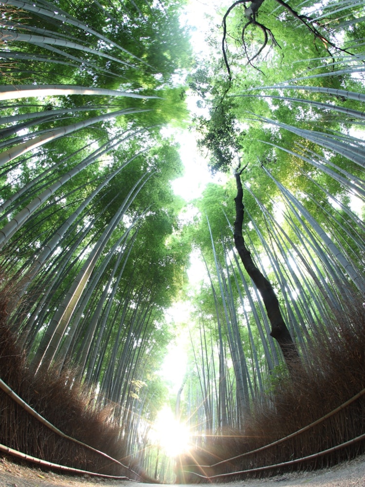 [Image1]A place you want to visit after corona.This is Arashiyama, Kyoto.Before Corona, it was full of touri