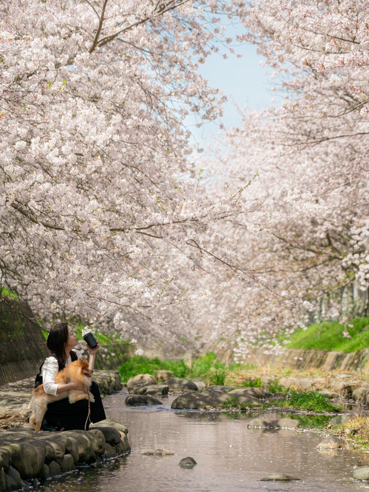 [相片1]兵庫縣稻波町雲川的櫻花這是我每次都去的地方，但天氣很好，感覺😀很好