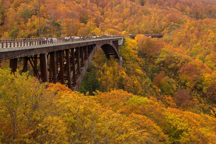 [相片1]秋叶的著名地方“城岳仓桥”。 高峰时段的拥堵可能相当多，但即使您付出了那么多努力，也应该是一个值得一看的景象。 您也可以在桥两端的停车场停下来，步行穿过桥，俯瞰城鞍溪。 有很多风天，所以如果你不擅长高