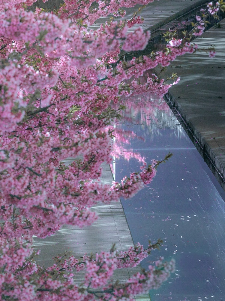 [Image1]Date : 2022.03.20Location :KyotoKawazu cherry blossoms 🌸 in the Yodo WaterwayOf course, it is beauti