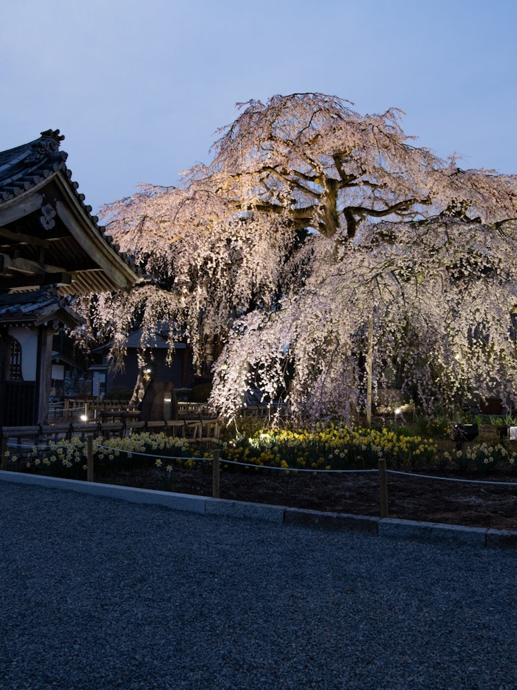 [相片1]我想拍攝一次寺廟和櫻花之間的合作。我打電話給寺廟，在去之前檢查櫻花的狀況。這裡有很多攝影師，因為它似乎是一個受歡迎的景點。