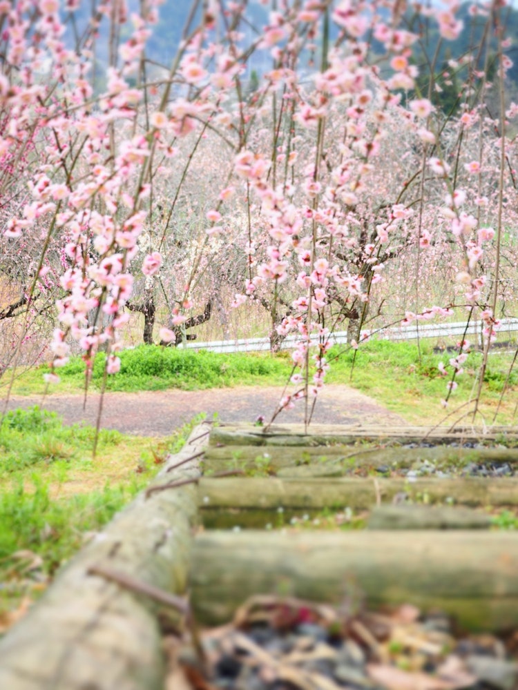 [Image1]This is a plum blossom photo taken at Jindai Ume no Sato Park in Tsuyama City on March 20.The weathe