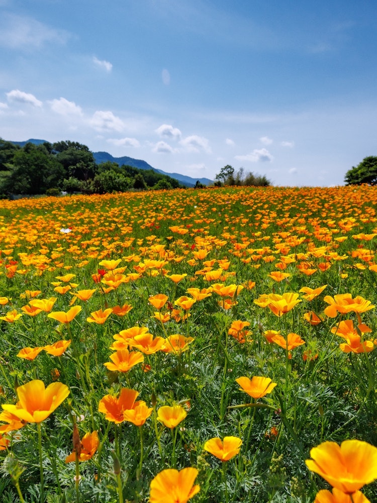 [画像1]東秩父村の天空のポピーは有名ですが長瀞のハナビシソウ園も傾斜のある地形で見る位置により天にそびえるダイナミックな景観に見えます。まだまだ穴場の花畑