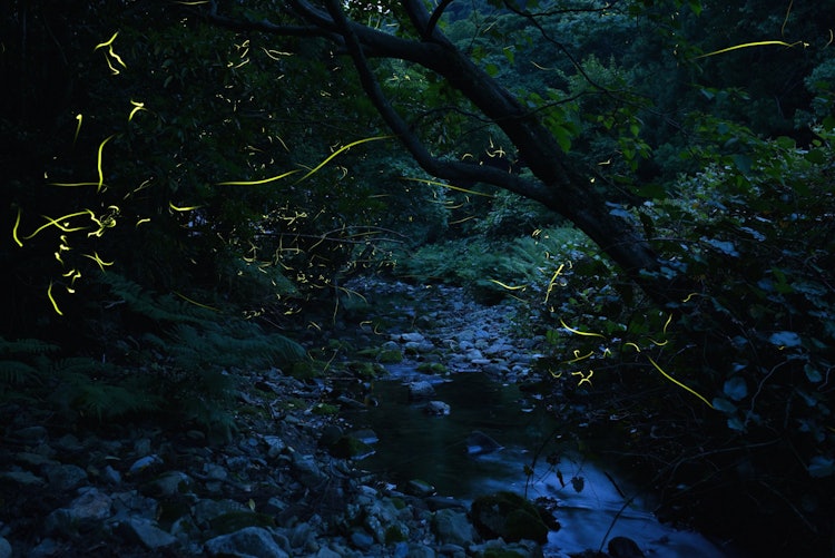 [相片1]在這個季節，您可以看到螢火蟲在和歌山縣南部須佐米町山區的溪流中瘋狂地跳舞。