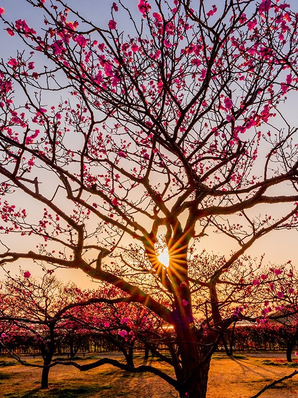 [相片1]岡山市東區的神崎梅園位於神崎町的一座名為有樂山的山丘上，與連續的神崎兩口一起，有大約500棵20多種梅樹，您可以欣賞紅梅，白梅和垂枝梅。