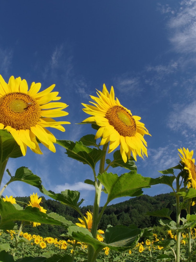 [Image1]In Hiratani Village, Nagano Prefecture.I was overwhelmed by the sunflowers in full bloom.