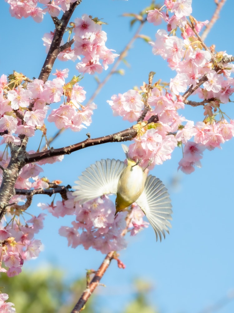 [Image1]There were a lot of cute Kawazu cherry blossoms 🌸 flying at the Kashinozaki Lighthouse in Kushimoto 