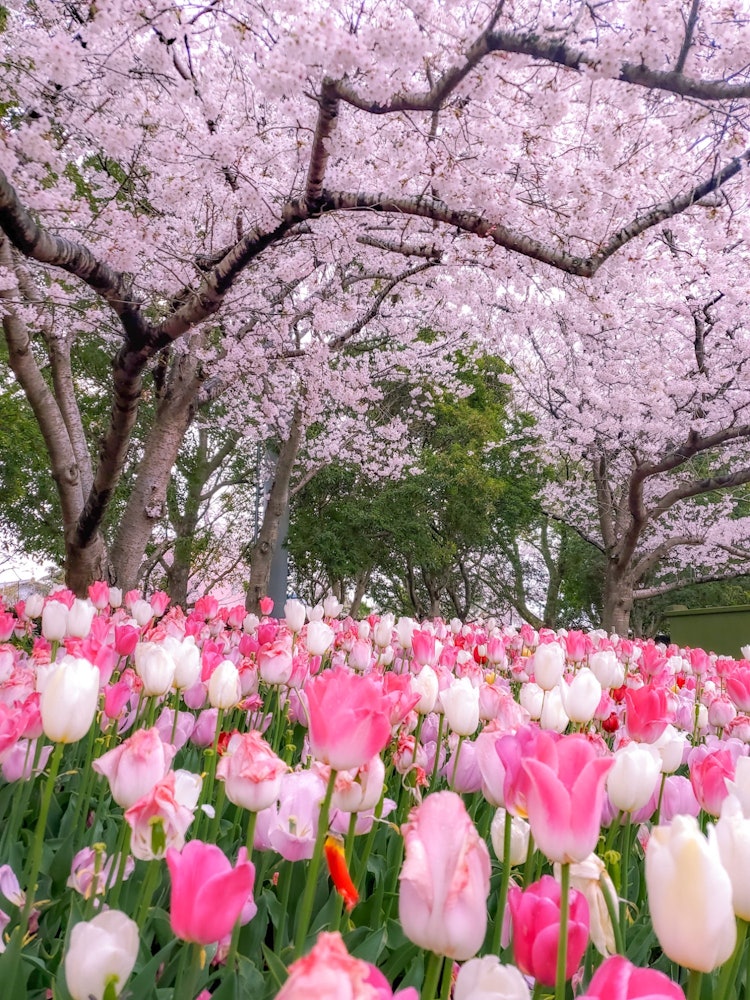 [相片1]要用眼睛感受春天的到来，请前往三重县桑名市的Nabana no Sato！我找到了一个可以同时看到樱花和郁金香盛开的地方，所以我📸马上拍了一张照片。我拍照的地方靠近公园的边缘，我觉得🤔他教会了我视野宽