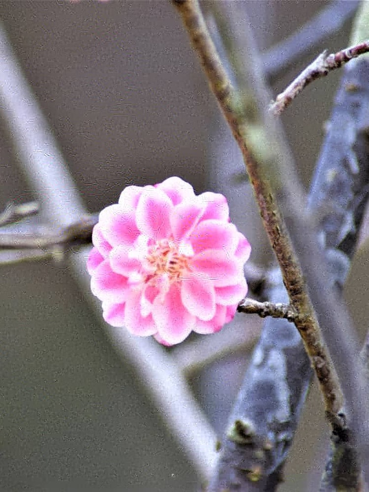 [相片1]梅花在寒冷的天空中綻放不過，它不像櫻花那麼華麗。它舒緩了等待的感覺石光寺，奈良
