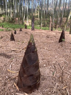 [画像2]◆2024竹の子狩り◆春の訪れを感じさせる『竹の子』の収穫ができます。初心者でも大丈夫！ 農家さんが一から丁寧に掘り方を教えてくれます。 広く整備された竹林なので、子供連れでも安心して楽しめます。竹の